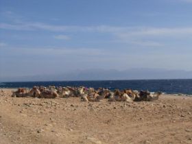 12 kamelen aan zee.jpg