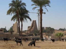 30 Een project van zeker 20 jaar, gaan ze doen om de sfinxenrij weer te restaureren in Luxor.jpg
