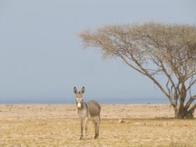 9 een van de ezeltjes van het betere leven, allemaal zijn ze losgelaten en vervangen door pick-ups in Oman.jpg