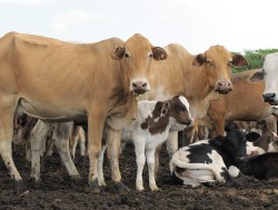 1 23 er wordt beproefd en goed gekruist zodat de (onze) koeien in Tanzania ook nog melk blijven geven